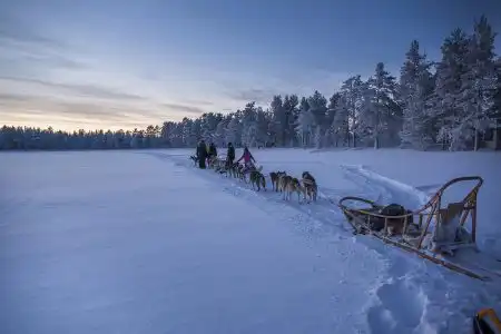 huskies-5